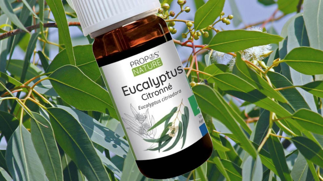 Eucalyptus Lemon Essential Oil: Benefits, Uses, and DIY Recipes for Natural Wellness - Elliotti