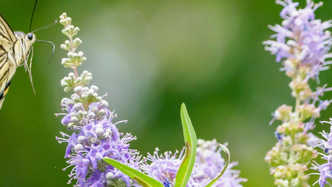 What are adaptogenic plants? - Elliotti