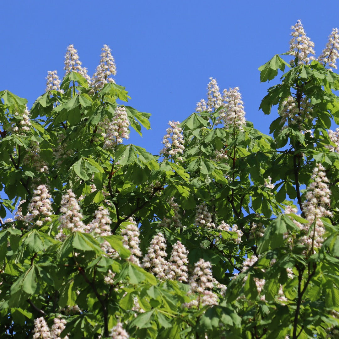 A close-up view of a leafy tree -white chestnut - with clusters of pale pink to white flowers against a clear blue sky.