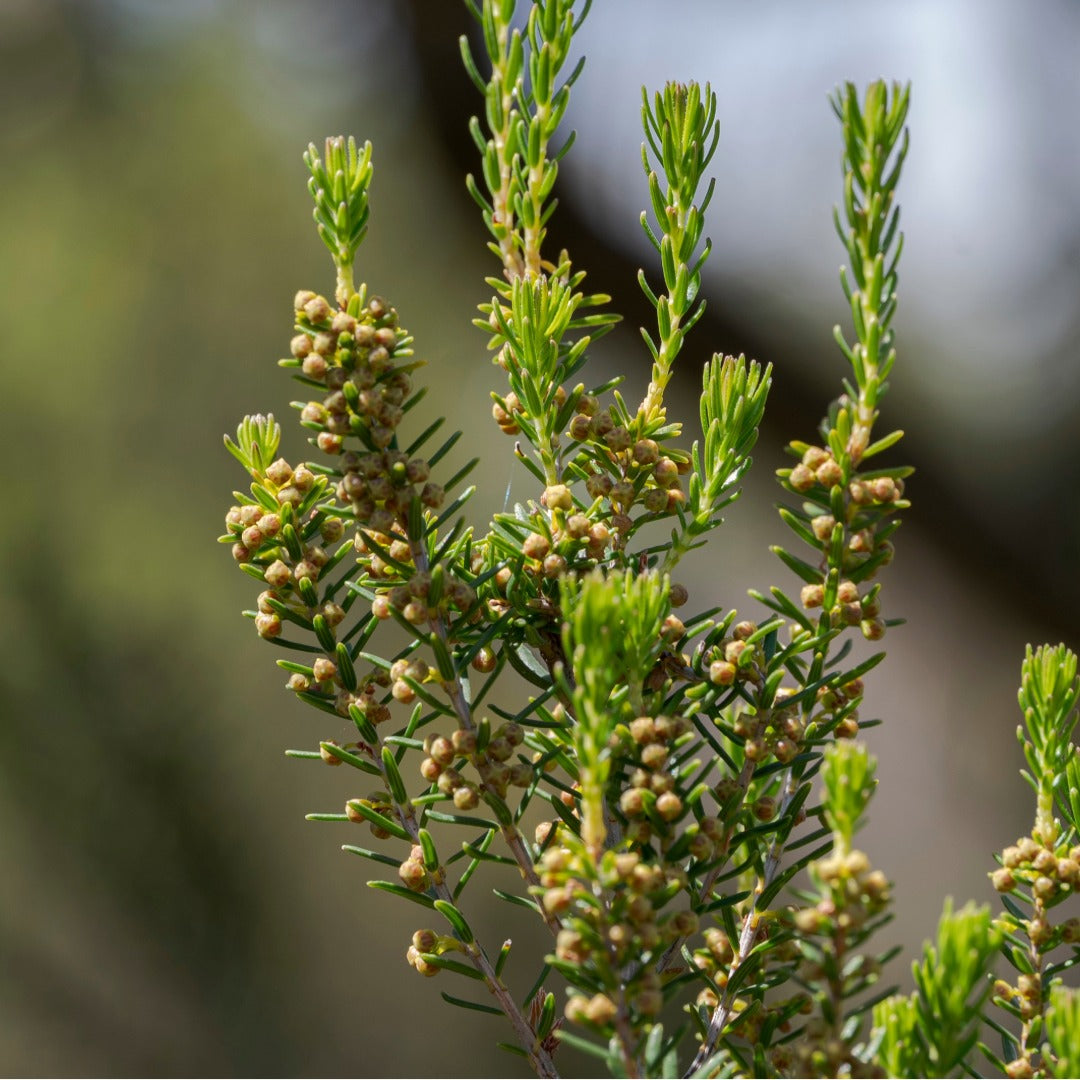 Close-up of a green Calluna vulgaris with small tan flower buds, photographed outdoors against a softly blurred natural background.