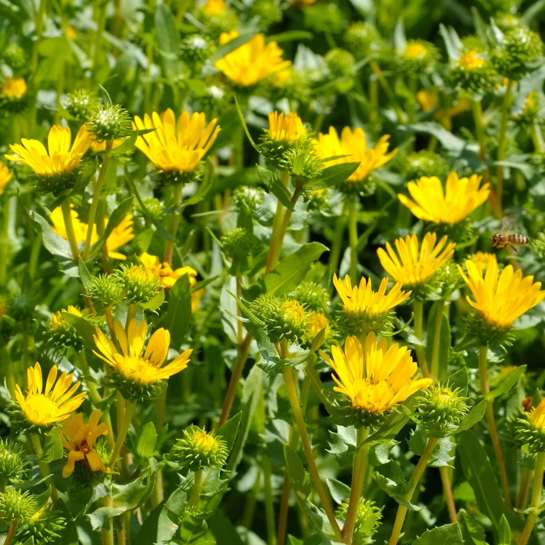 Yellow flowers - Inula graveolens - with green leaves in a natural setting