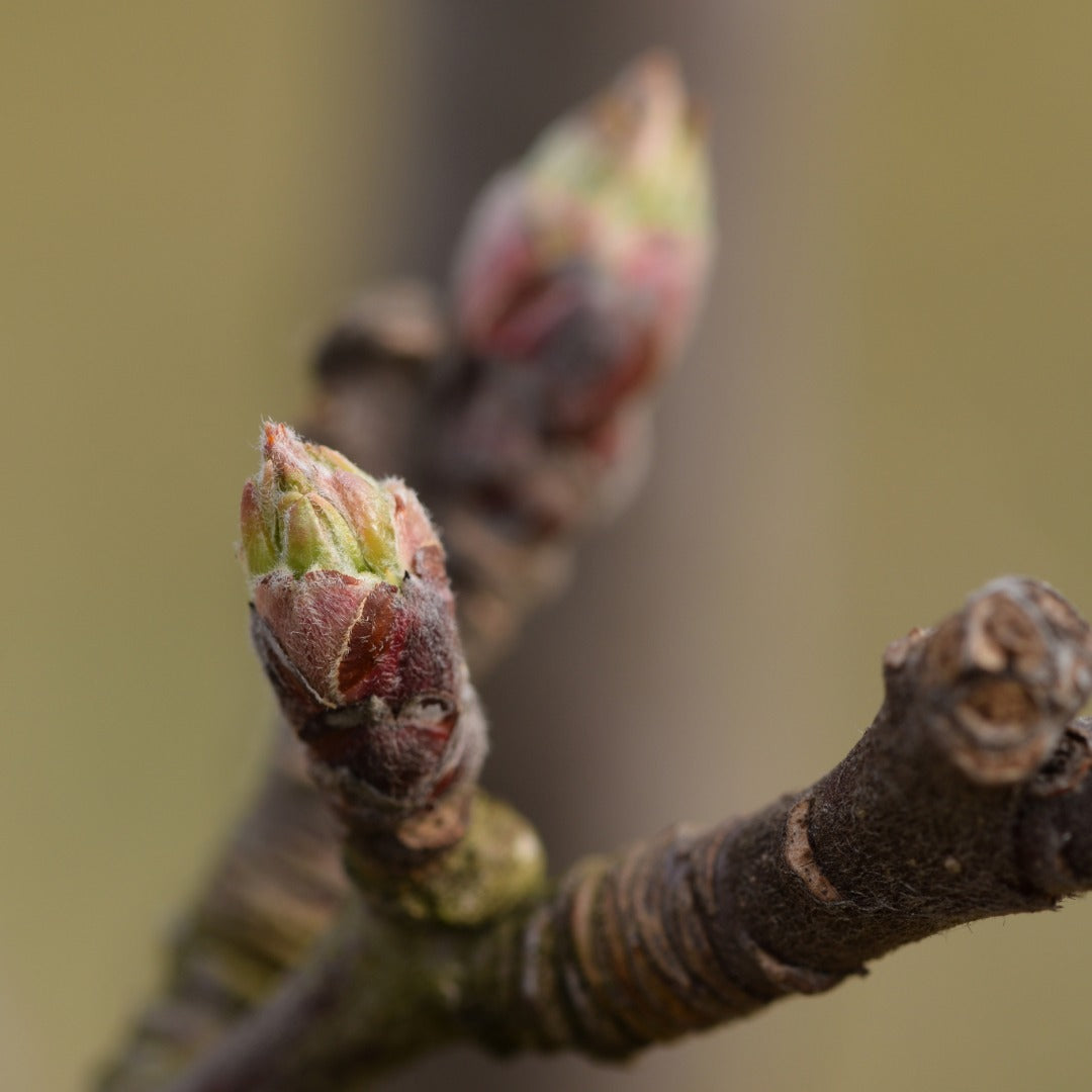 Close-up of Malus communis buds (apple tree) on a branch, with one sharply focused bud in the foreground and another blurred bud further back against a soft olive-green background.