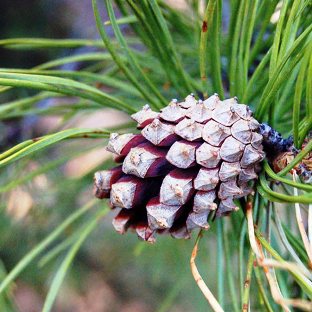 A close-up of a pine cone on a pine branch with green needles, photographed outdoors with a blurred natural background.