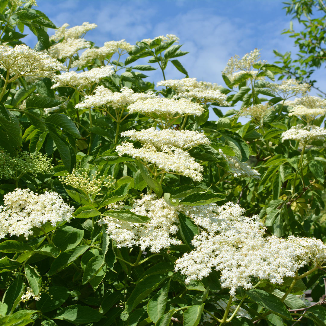 White flower clusters and green leaves of a flowering shrub against a blue sky with light clouds.