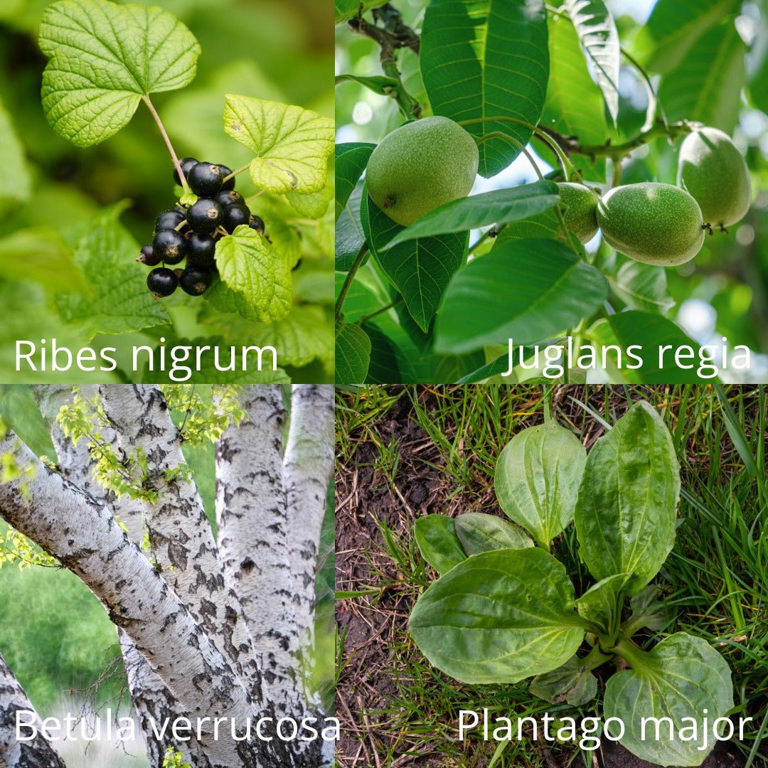 Herbiolys Allergolys - Complex of fresh plants - Elliotti