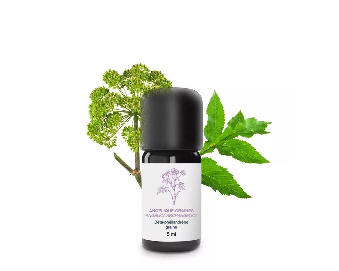 Essenciagua Angelica Seeds Organic Essential Oil, 5ml - Elliotti