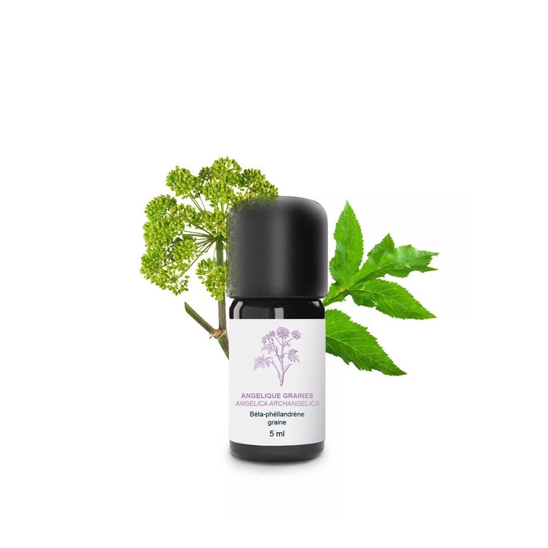 Essenciagua Angelica Seeds Organic Essential Oil, 5ml - Elliotti