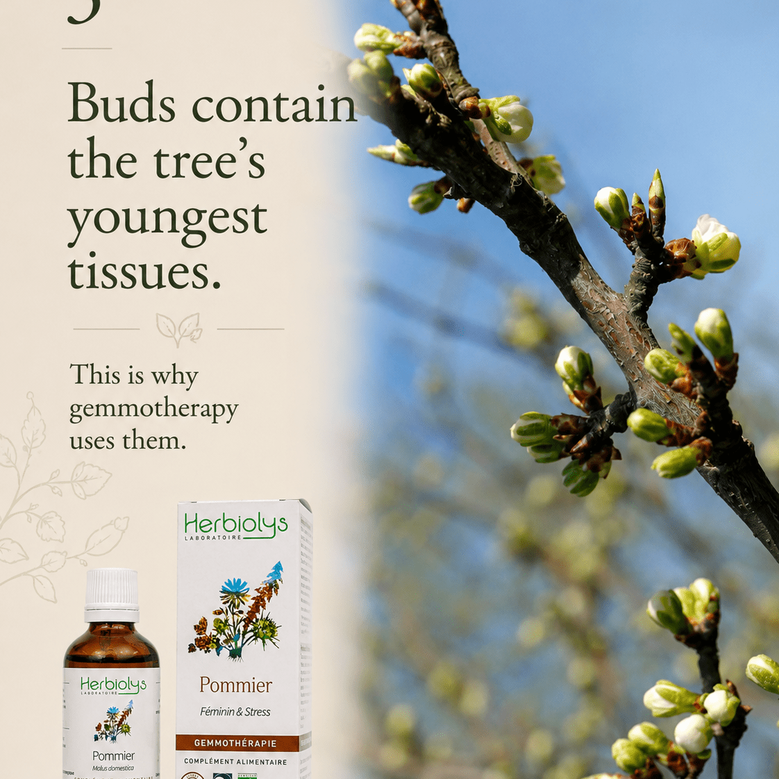 Herbiolys Apple Organic Bud Extract, 50 ml - Elliotti