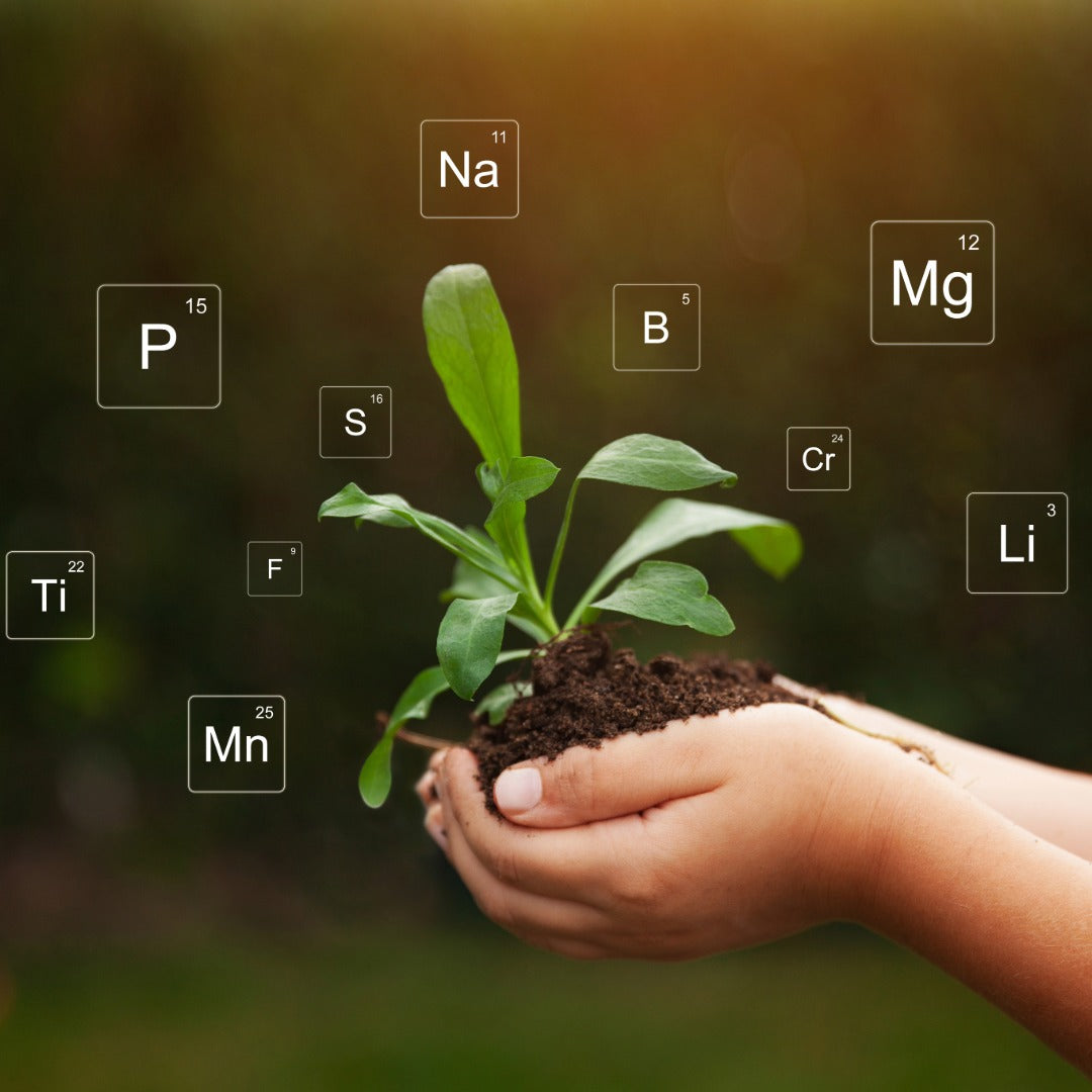 Hand holding a small plant with elements floating above on a blurred natural background