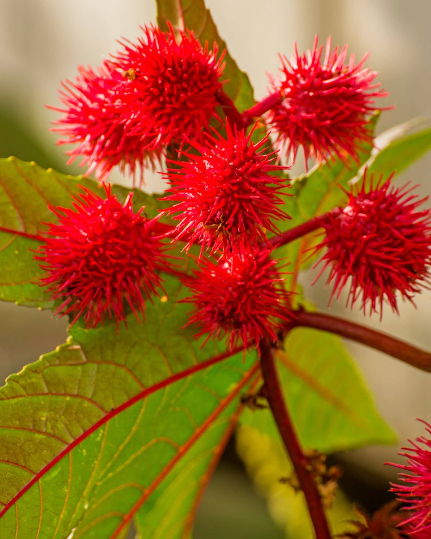 Laboratoire Propos'Nature Castor Organic Virgin Oil - Elliotti