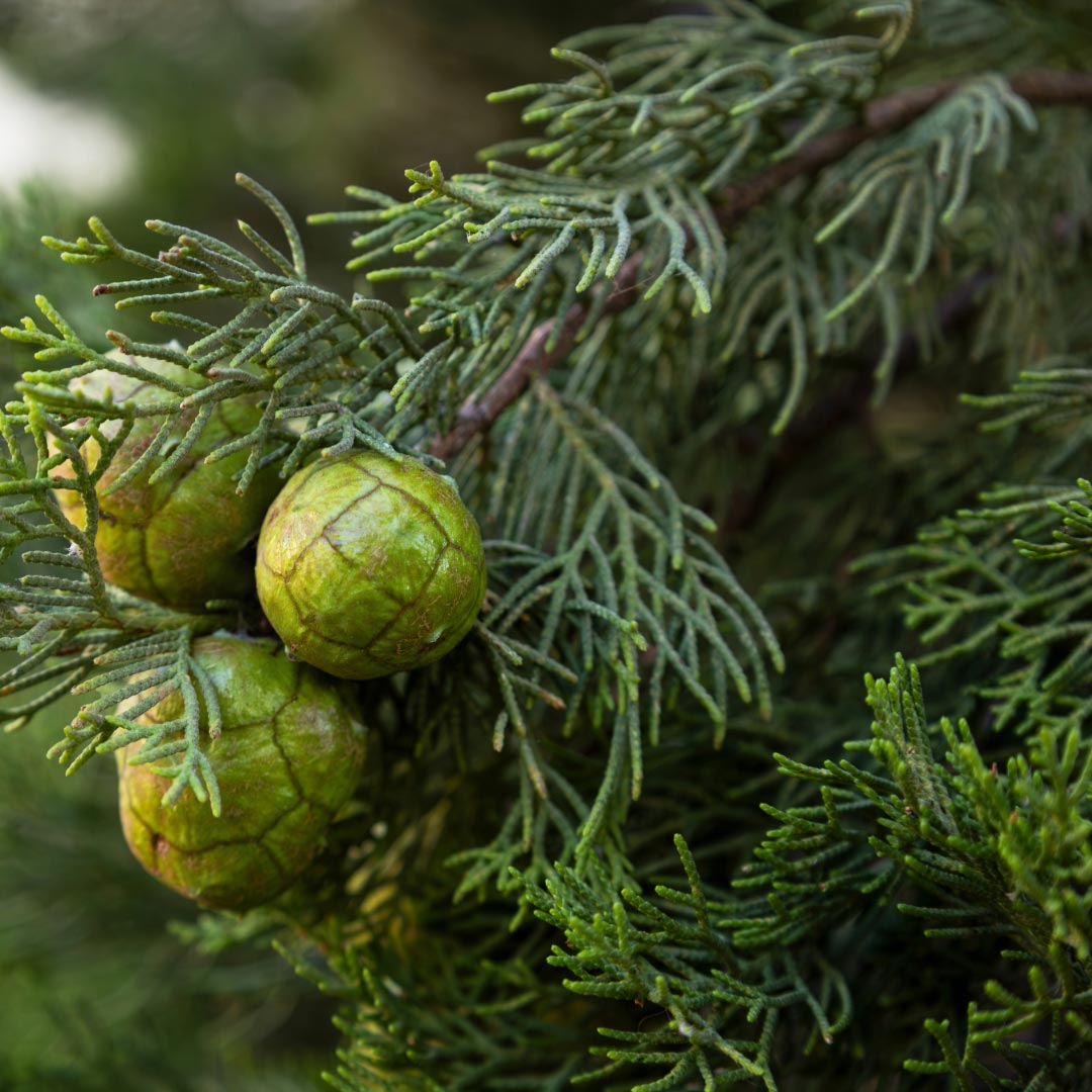 Cypress Organic Essential Oil, 10ml - Elliotti