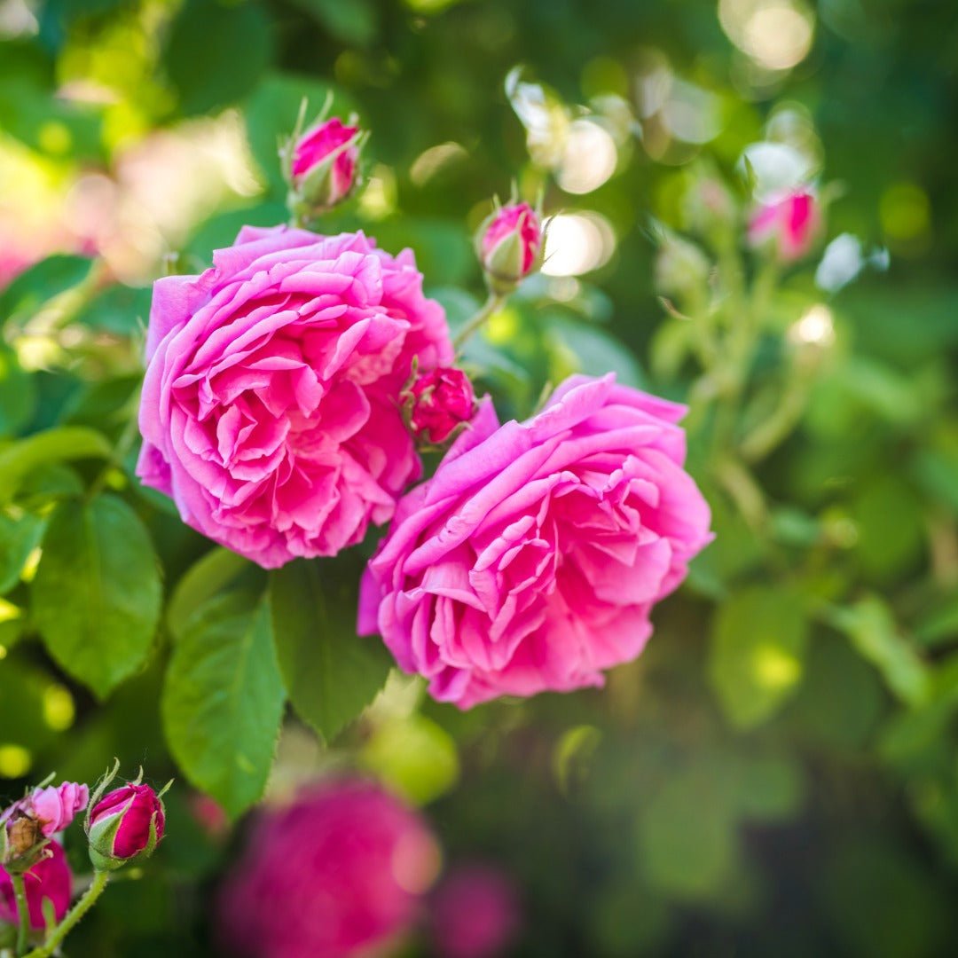 Essenciagua Damask Rose Organic Essential Oil, 2ml - Elliotti