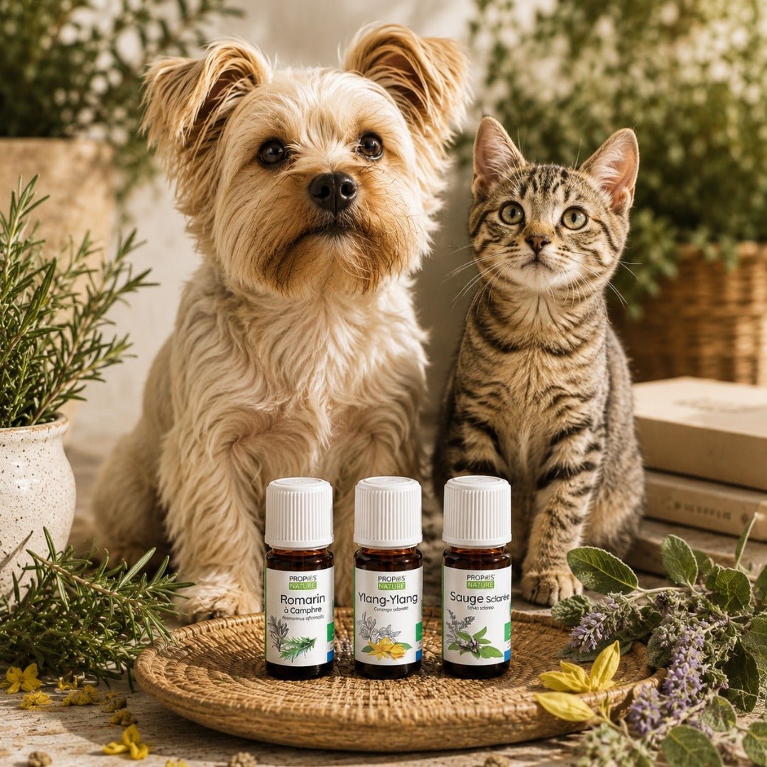 Elliotti DIY Diffuser Blend - Paw Focus - Elliotti