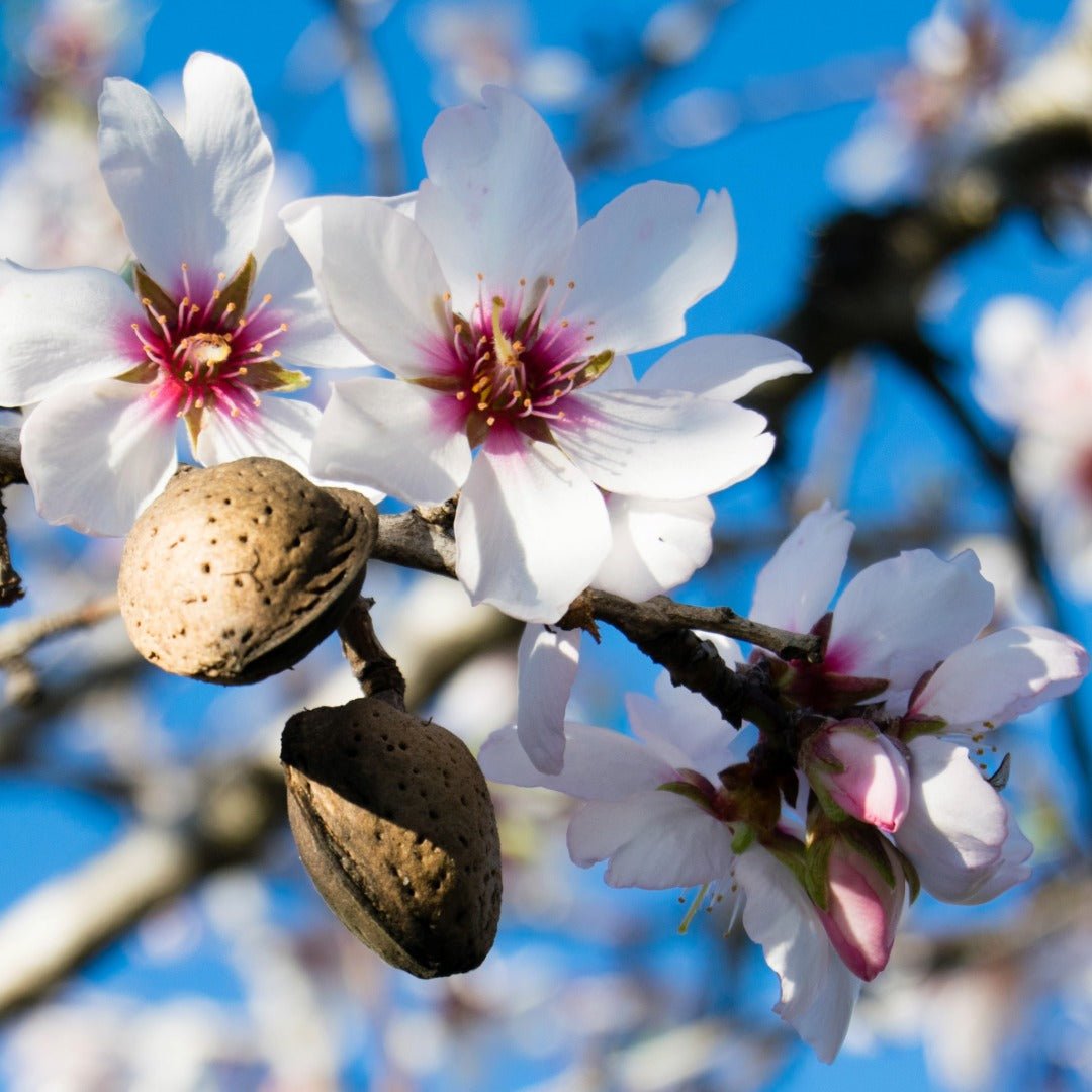 Elliotti Gentle Baby Oil - Certified Organic - Elliotti