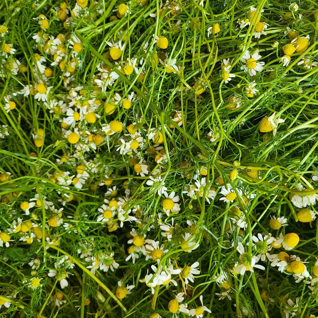 Essenciagua German Chamomile Organic Essential Oil, 2ml - Elliotti