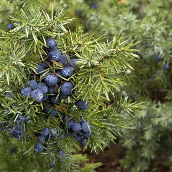 Essenciagua Juniper Organic Hydrosol, 250ml - Elliotti