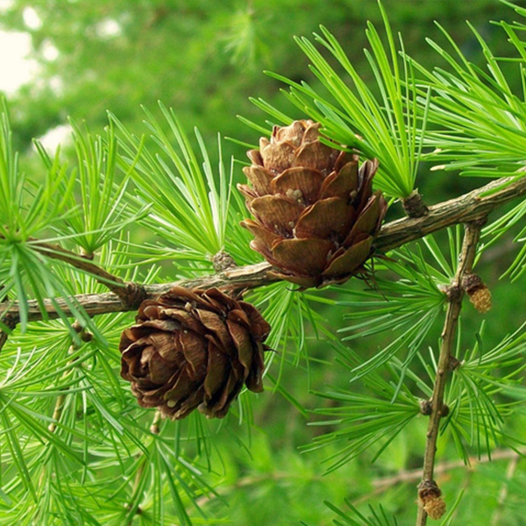 Essenciagua Larch Organic Essential Oil, 5 ml - Elliotti