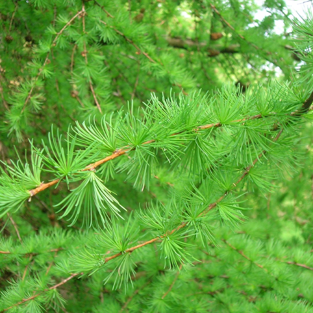Essenciagua Larch Organic Essential Oil, 5 ml - Elliotti