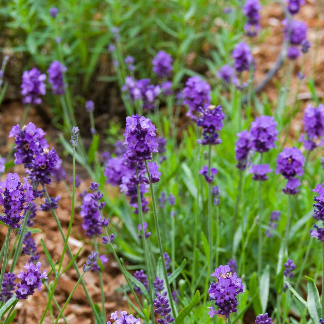 Propos'Nature Lavandin Super Organic Essential Oil, 10ml - Elliotti