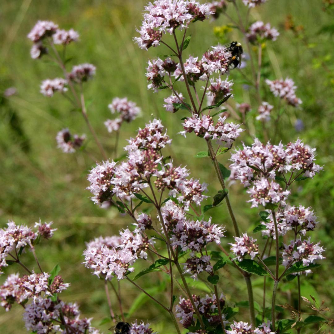Laboratoire Propos'Nature Marjoram Organic Essential Oil, 10ml - Elliotti
