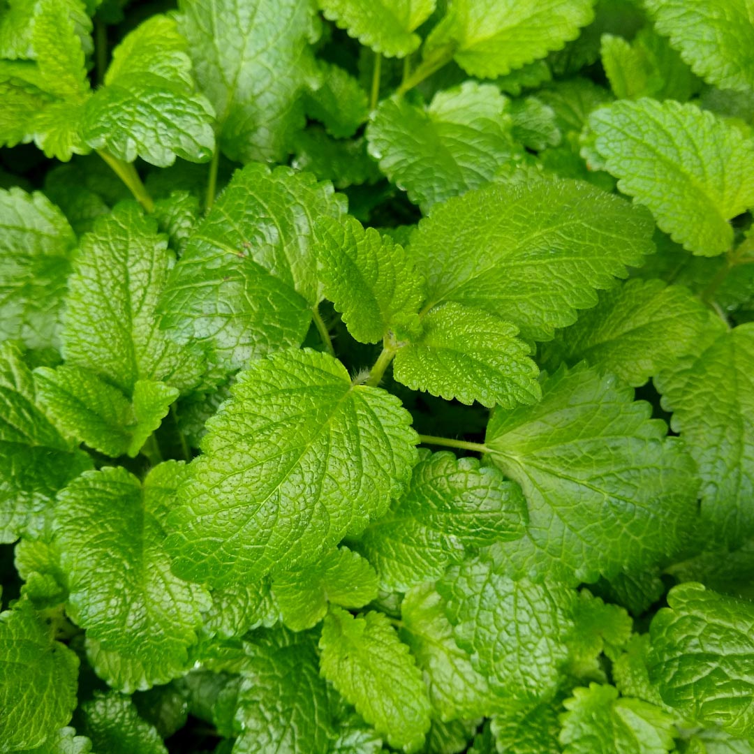 Melissa (Lemon Balm) Organic - Elliotti