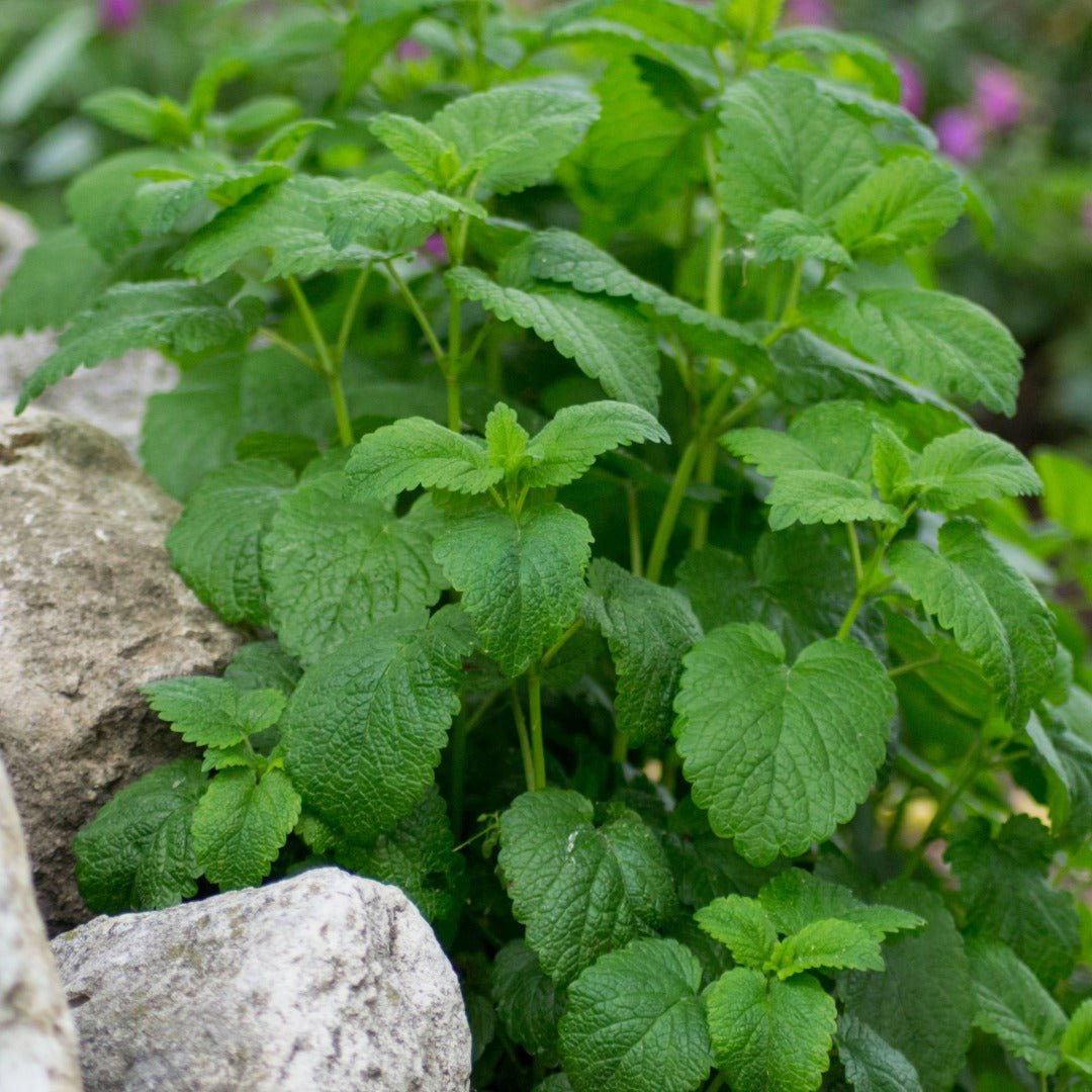 Bioptimal Melissa (Lemon Balm) Organic Infusion, 30g - Elliotti