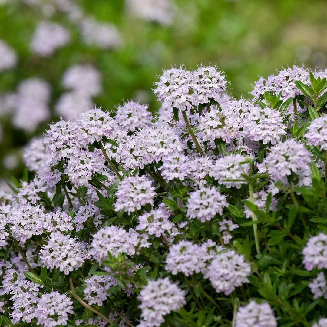 Propos'Nature Mountain Savory Organic Essential Oil, 10ml - Elliotti