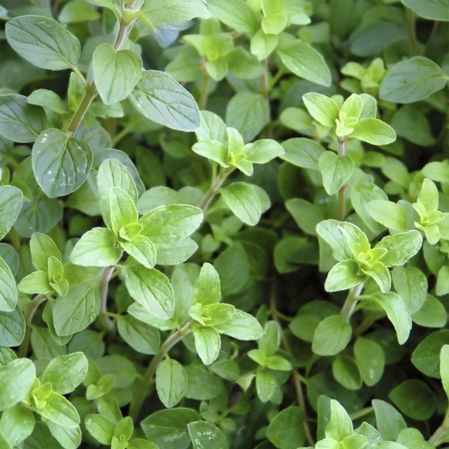 Essenciagua Oregano Organic Hydrosol, 250ml - Elliotti