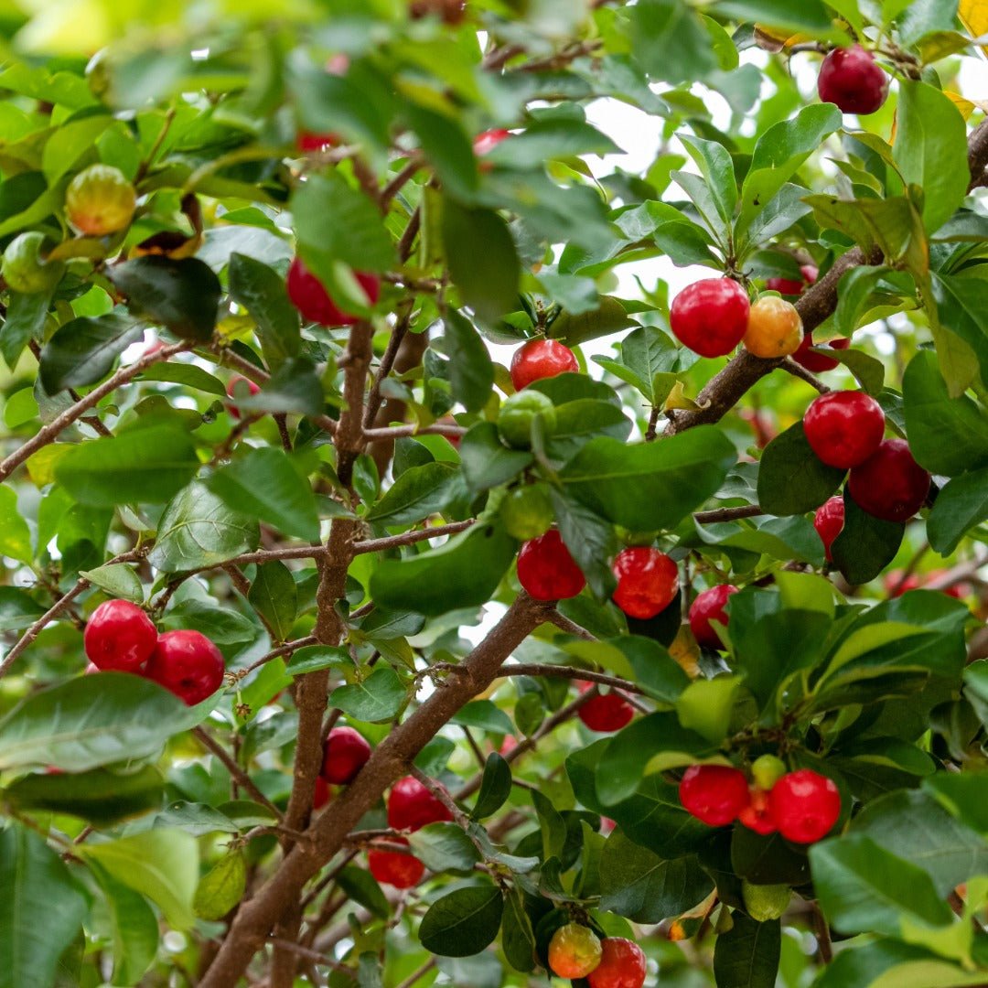 Bioptimal Organic Acerola, 200 capsules - Elliotti