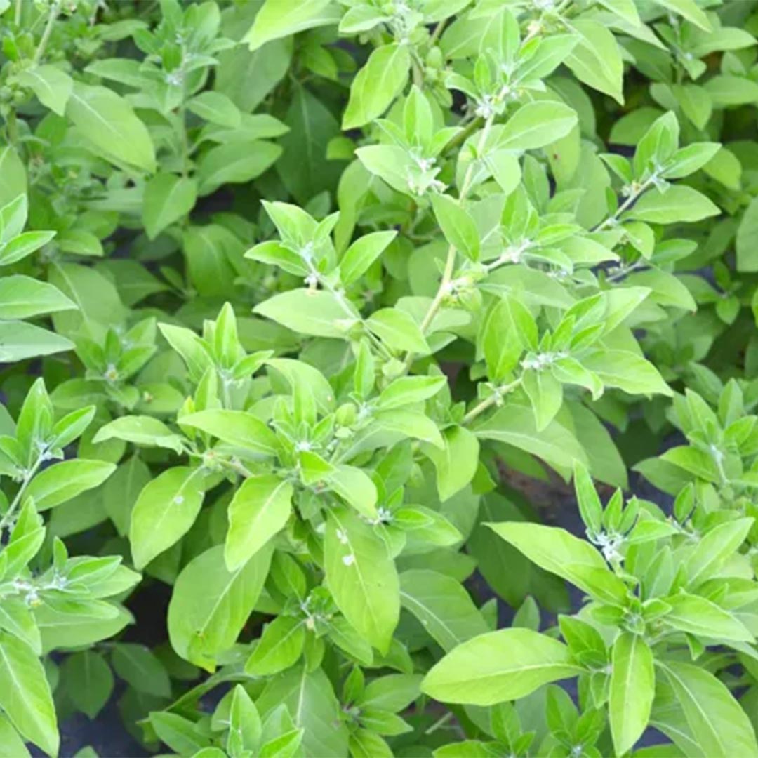 Adaptitude Organic Ashwagandha Extract, 50 ml - Elliotti