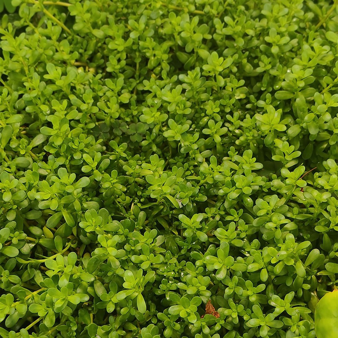 Adaptitude Organic Bacopa (Brahmi) Extract, 50 ml - Elliotti