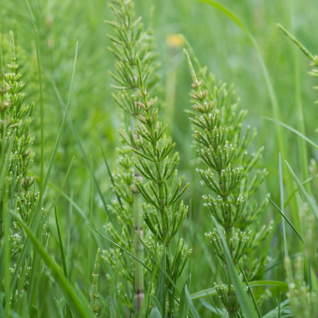 Bioptimal Organic Horsetail, 60 capsules - Elliotti