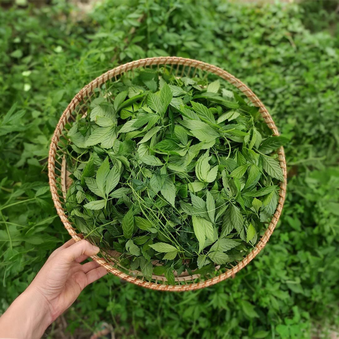 Adaptitude Organic Jiaogulan Extract, 50 ml - Elliotti