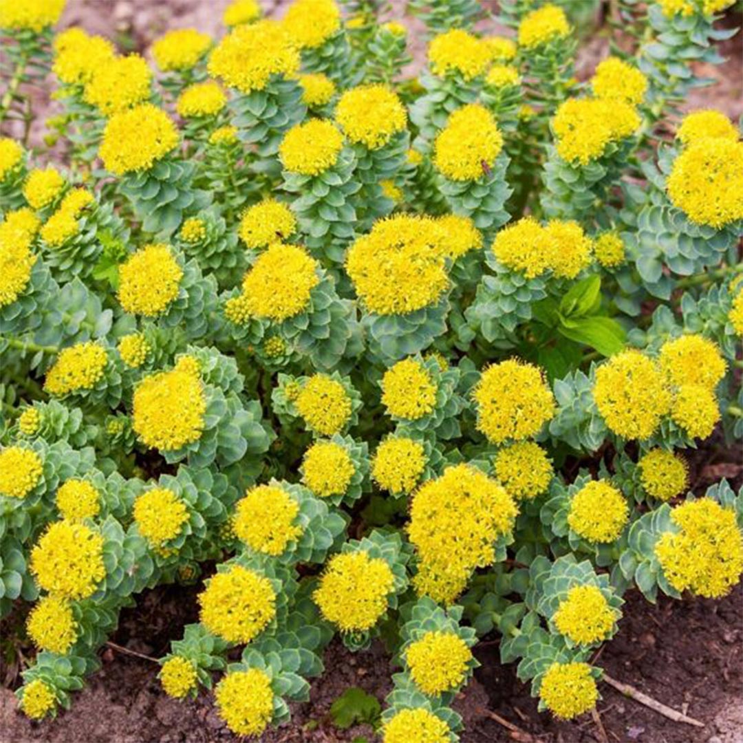 Adaptitude Organic Rhodiola Extract, 50 ml - Elliotti