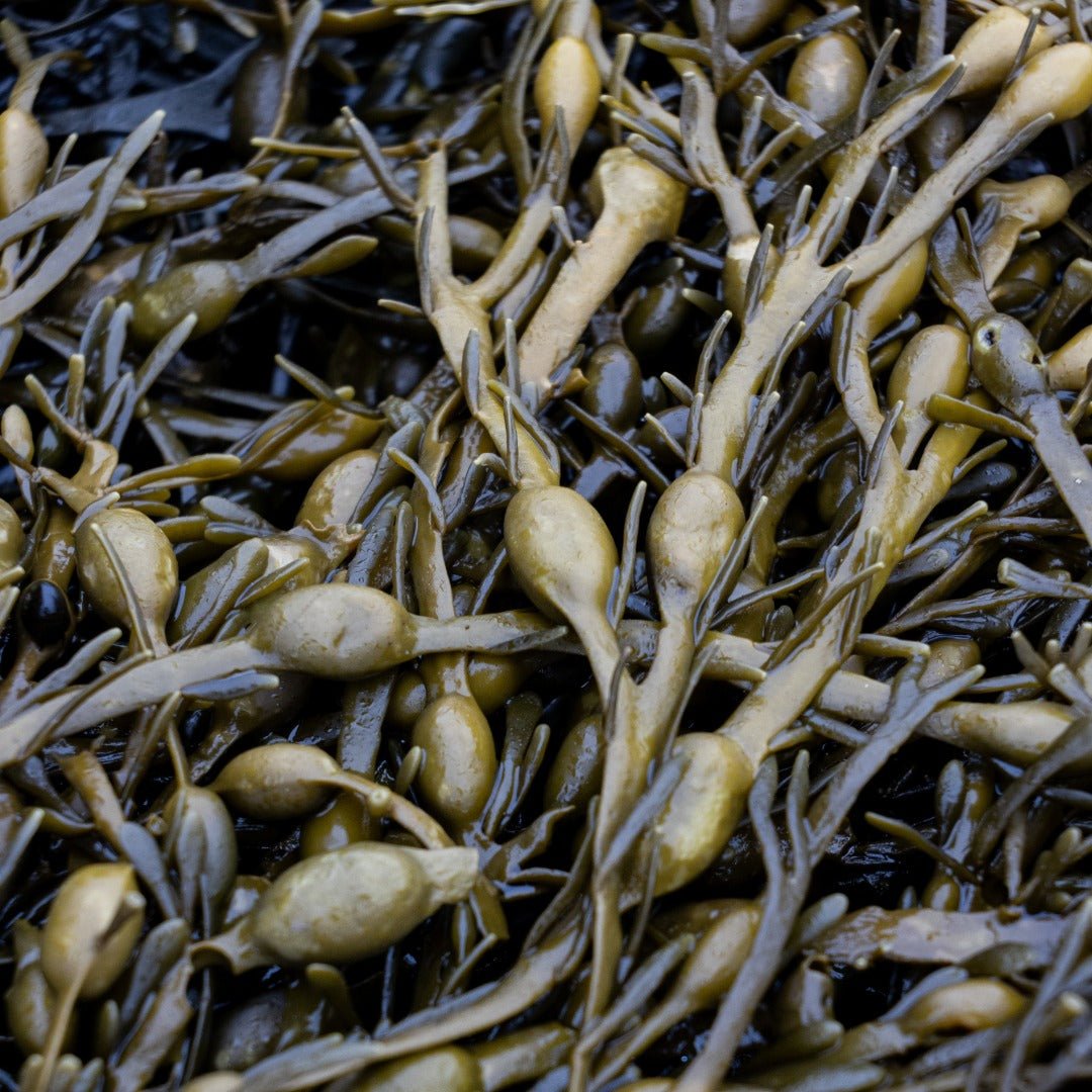 Propos'Nature POE No. 1 Fucus Seaweed & Dandelion, 100ml - Elliotti