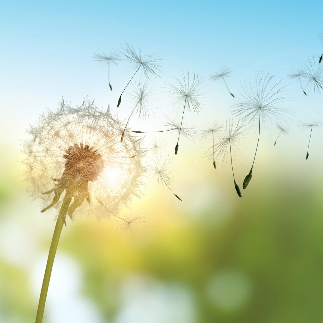 Propos'Nature POE No. 2 Dandelion & Black Radish, 100ml - Elliotti