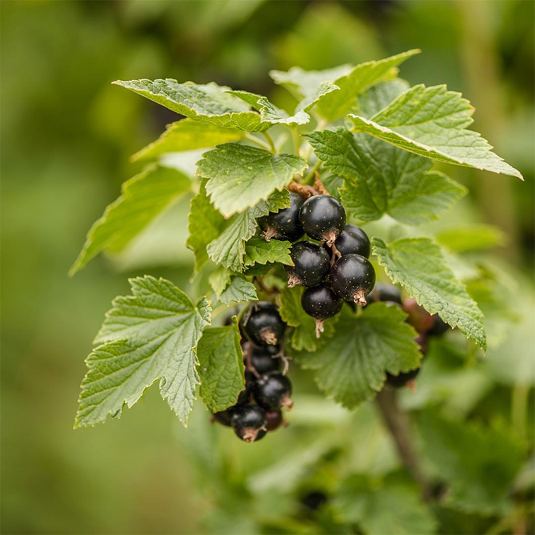 Propos'Nature POE No. 5 Blackcurrant, 100ml - Elliotti