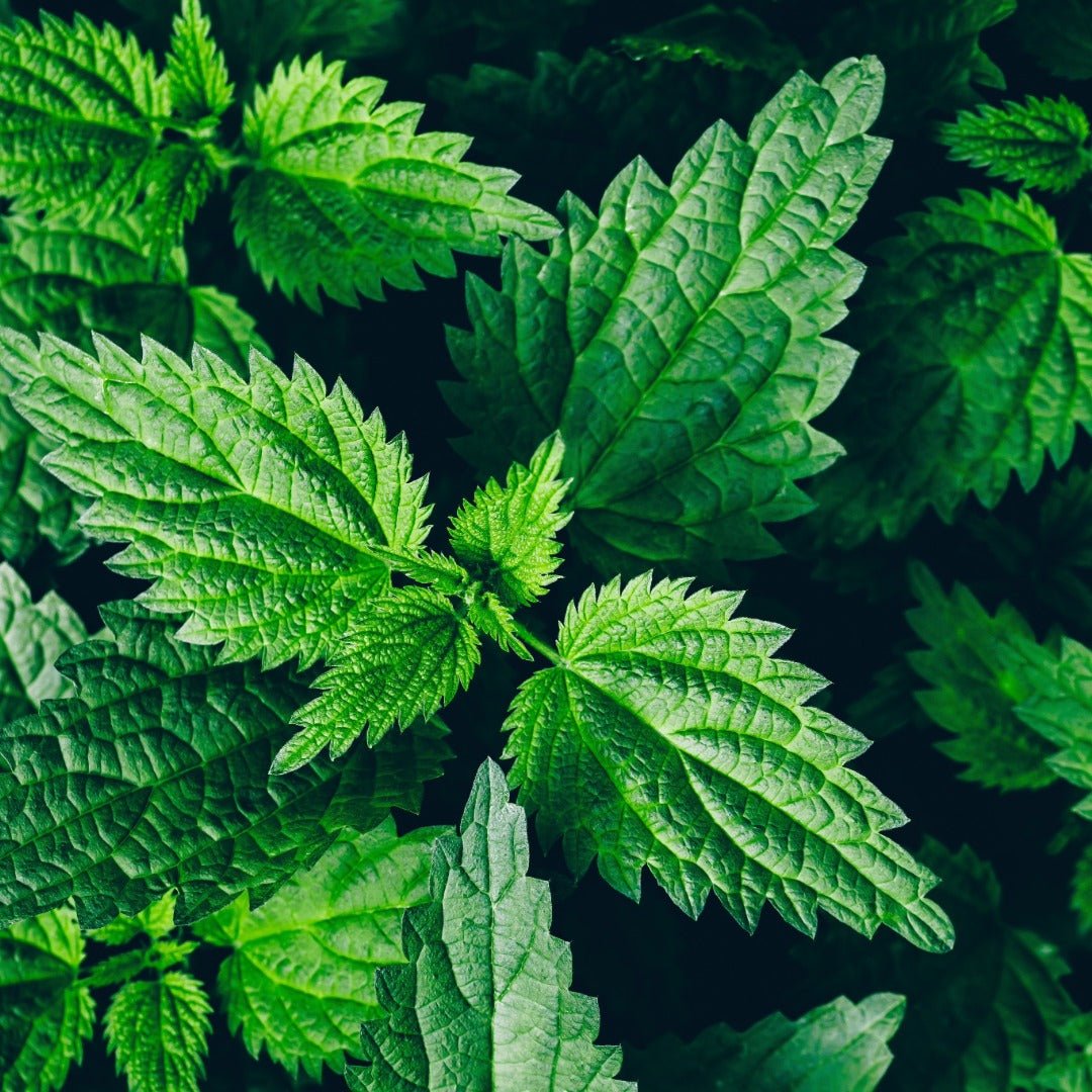 Propos'Nature POE No. 8 Juniper & Nettle, 100ml - Elliotti