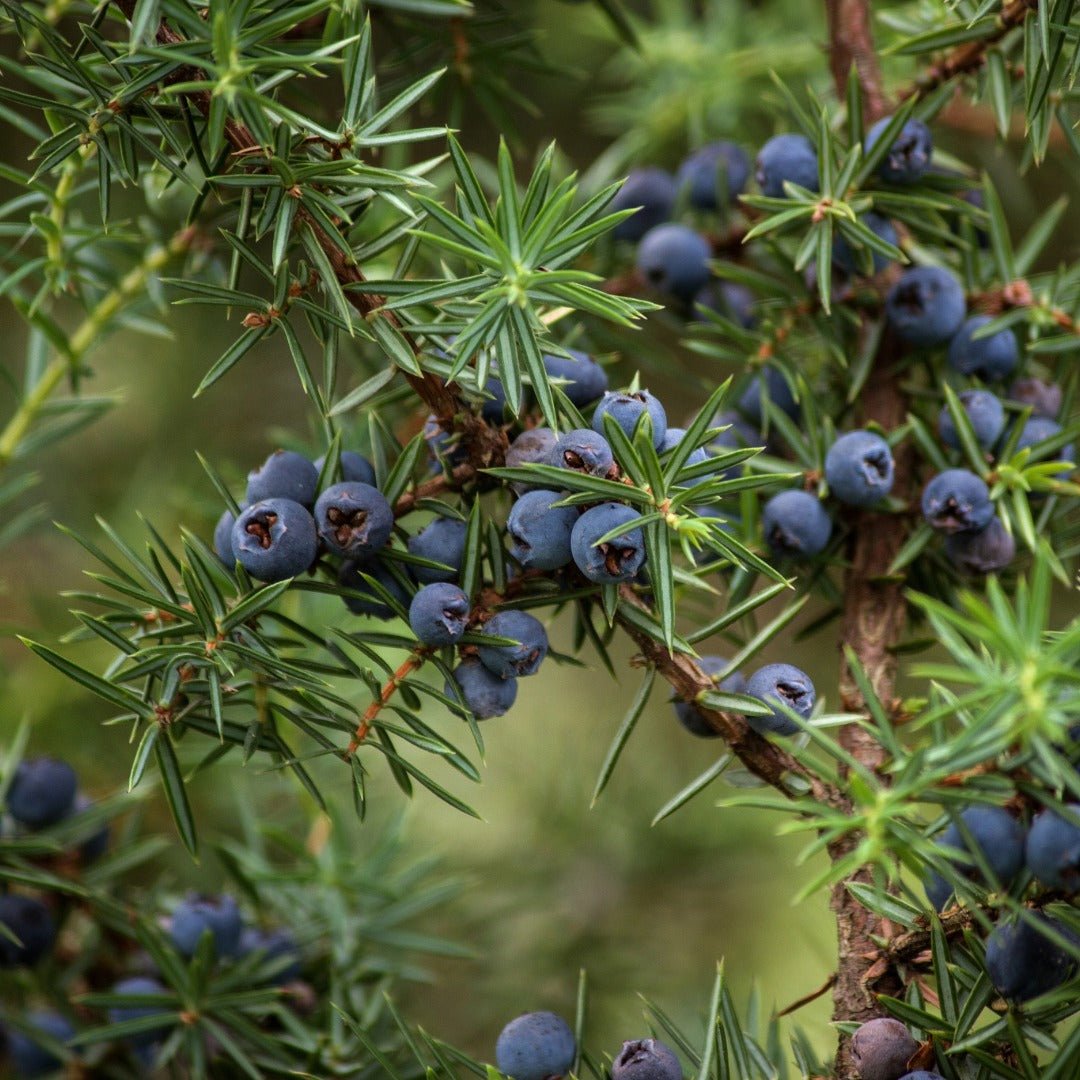 Propos'Nature POE No. 8 Juniper & Nettle, 100ml - Elliotti