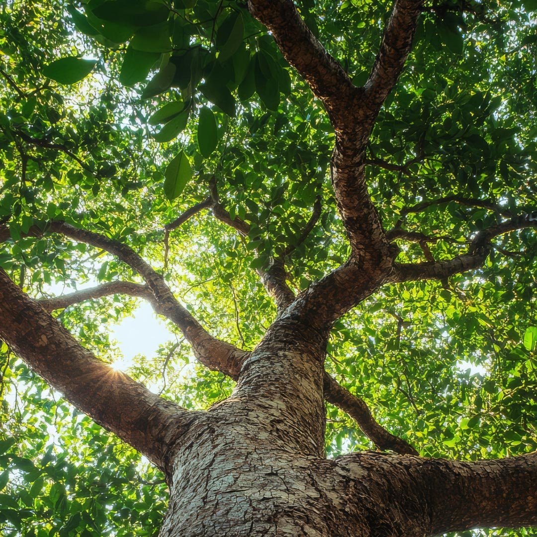 Propos'Nature Ravintsara Organic Essential Oil, 10ml - Elliotti