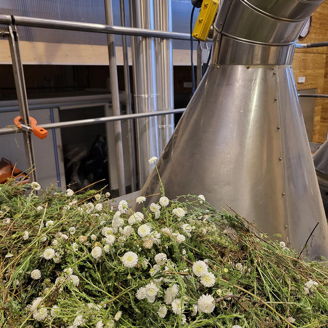 Essenciagua Roman Chamomile Organic Hydrosol, 250ml - Elliotti