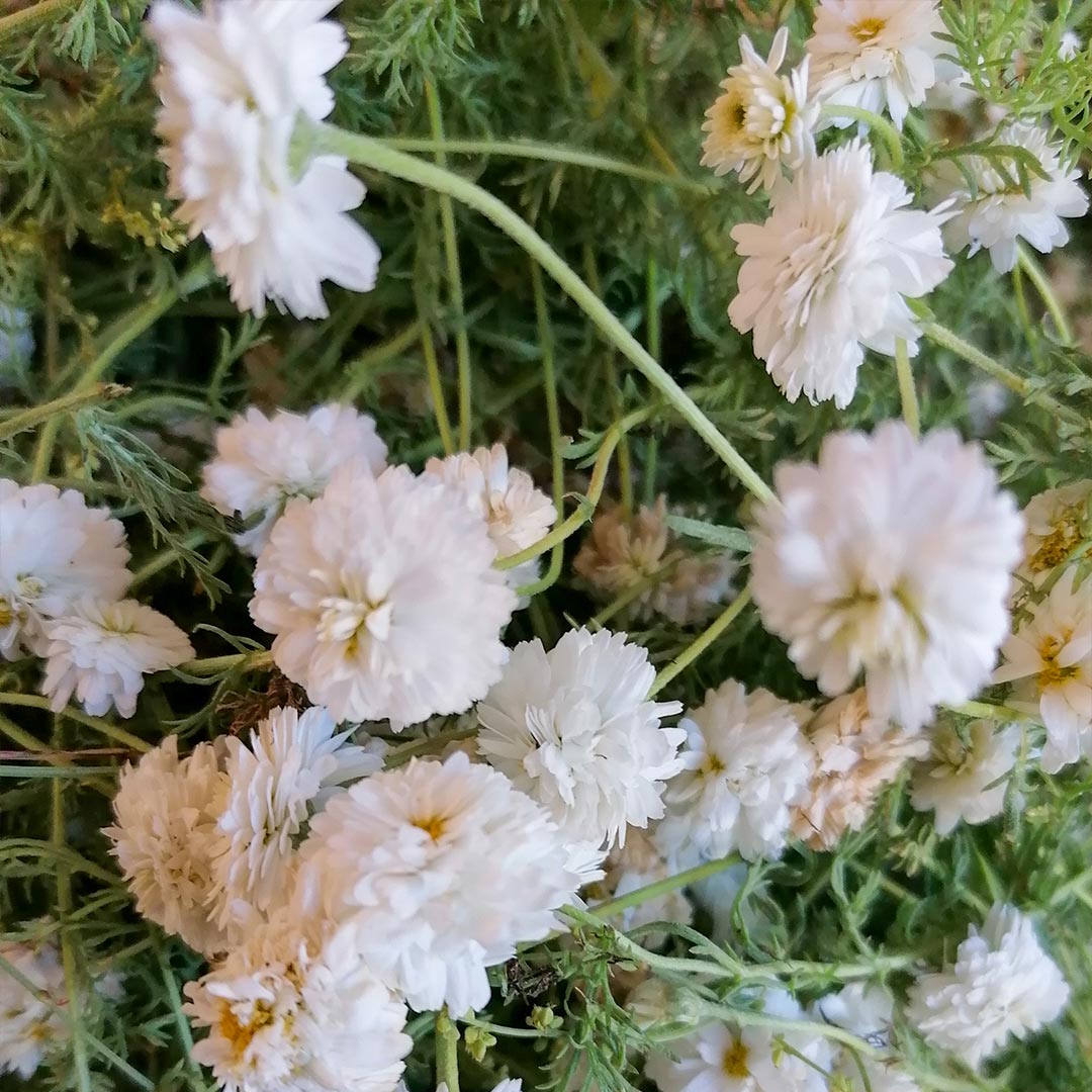 Essenciagua Roman Chamomile Organic Hydrosol, 250ml - Elliotti