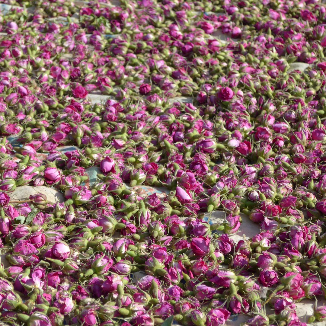 Essenciagua Rose Damask Organic Hydrosol, 250ml - Elliotti