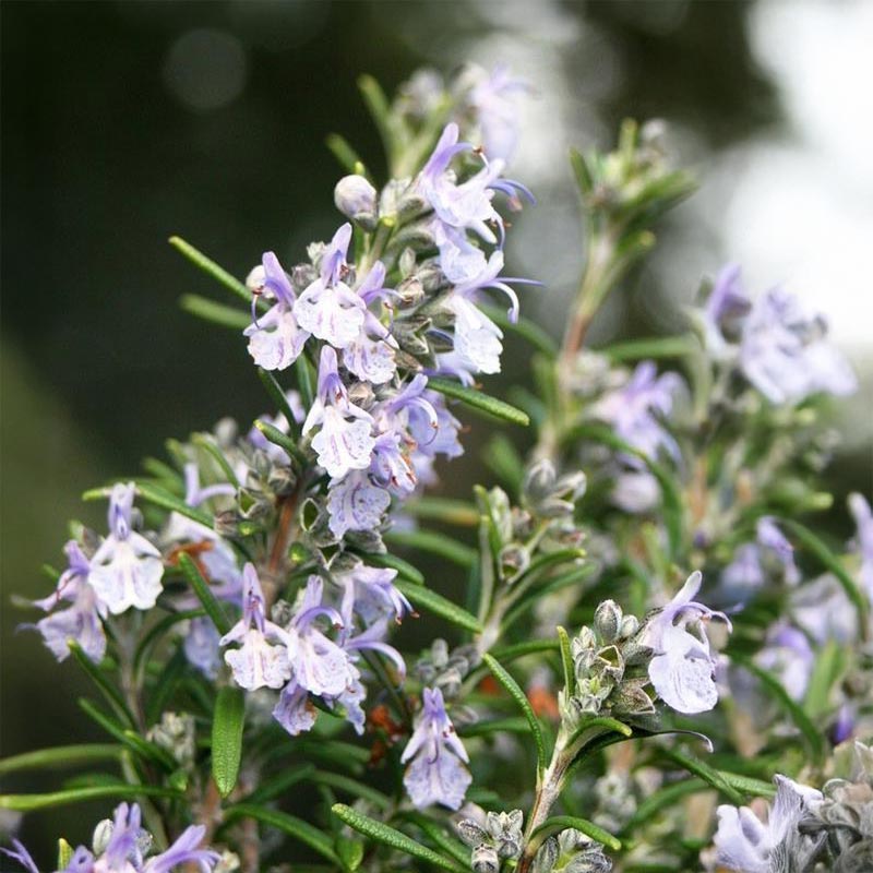 Essenciagua Rosemary Officinal Organic hydrosol from Pays d'Oc, 250ml - Elliotti