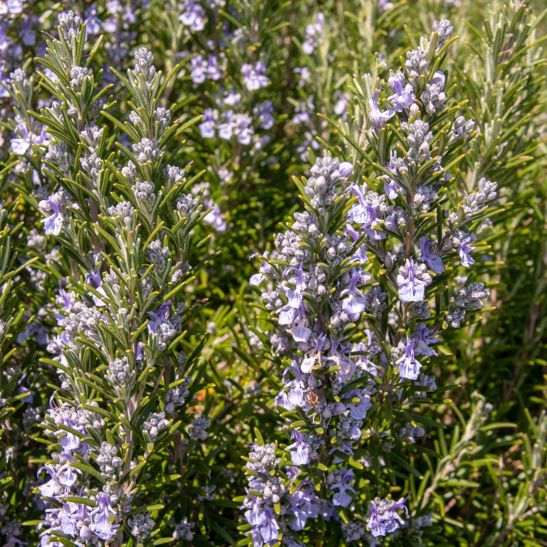 Essenciagua Rosemary Verbenone Organic Hydrosol, 250ml - Elliotti