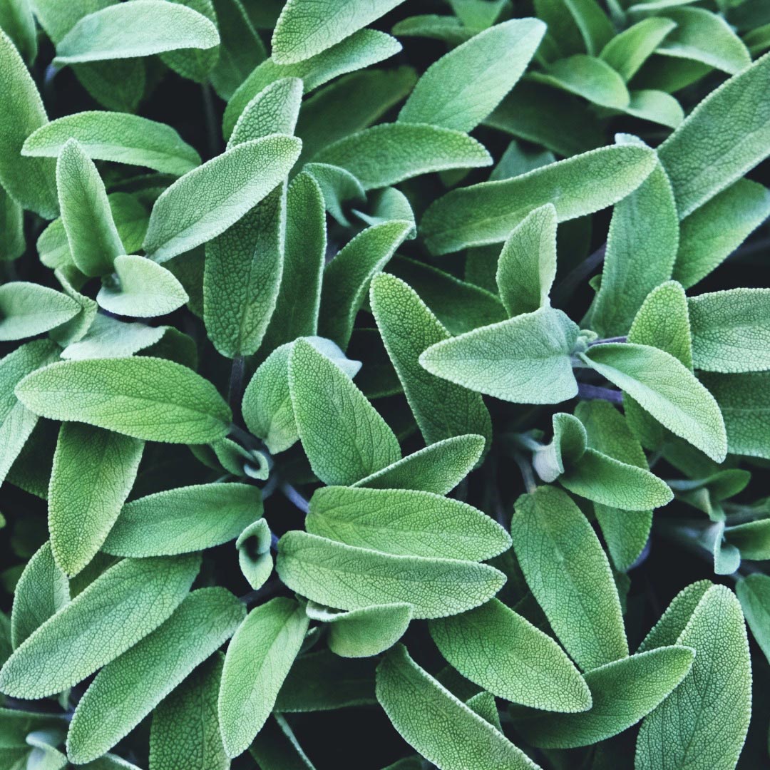 Bioptimal Sage Organic Infusion, 40g - Elliotti