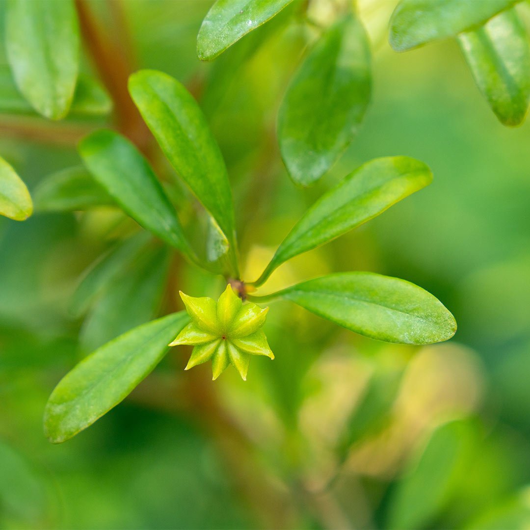Bioptimal Star Anise Organic Infusion - Elliotti