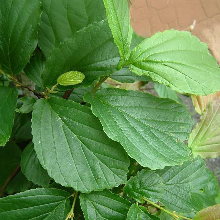 Essenciagua Witch Hazel (Hamamelis) Organic Hydrosol – 250ml - Elliotti