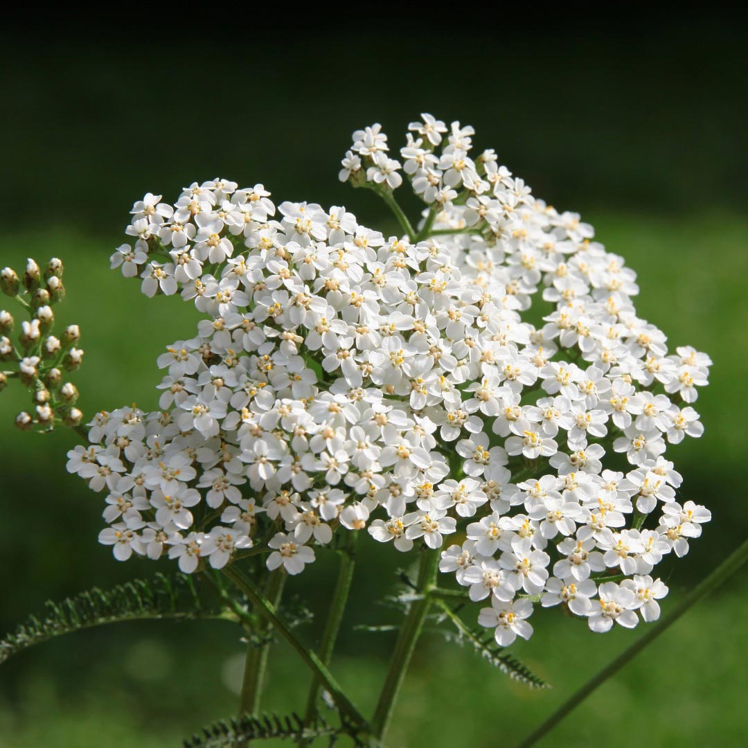 Essenciagua Yarrow Organic Hydrosol, 250ml - Elliotti