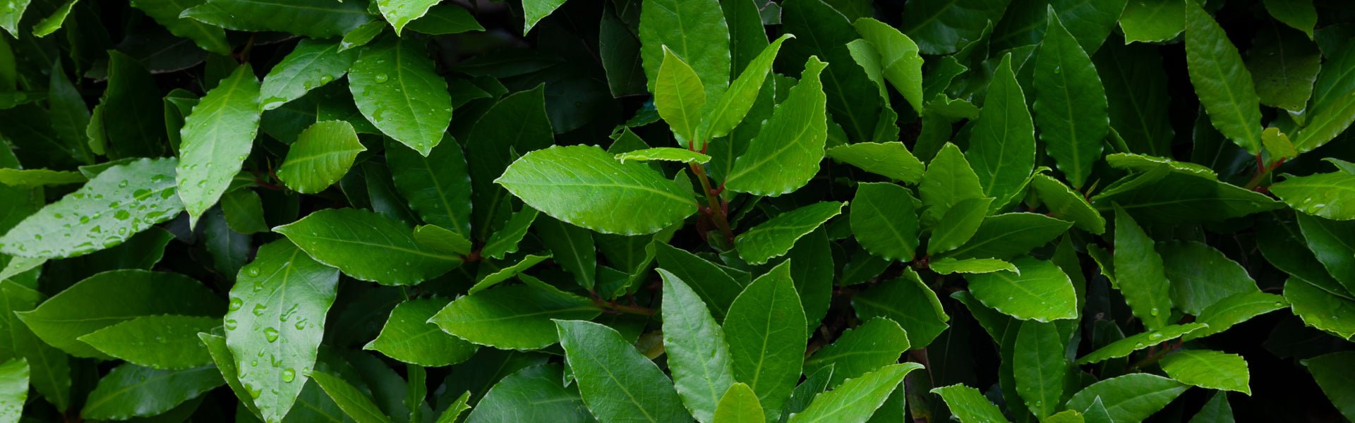 The benefits of using Bay Laurel Organic Hydrosol - Elliotti